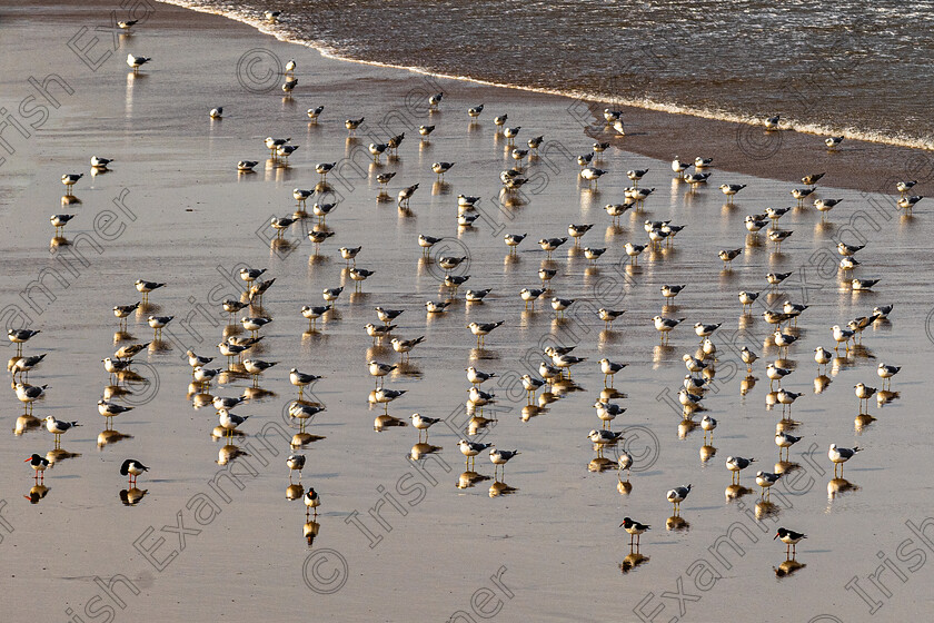 Noel O Neill BÃ©al BÃ¡n stroll-1697 
 Herring Gulls and Oystercatchers at BÃ©al BÃ¡n beach Ballyferriter Co Kerry on Tue Feb 18th 2025.Photo by: Noel O Neill 
 Keywords: Béal Bán