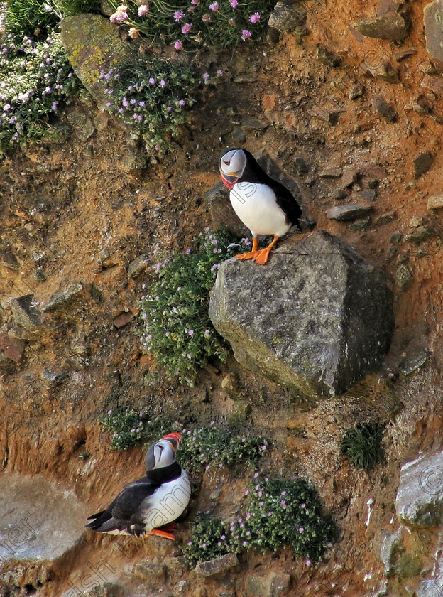 20170626 081135-01 
 Puffin Romeo and Juliet on The Great Saltee Island, Co. Wexford, June 2017. Picture: Scott Kincaid