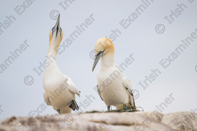 Nice Moves 
 "Nice Moves".... A Gannet tries to impress their partner on the Saltee Islands, Co. Wexford. Picture: Bryan Enright