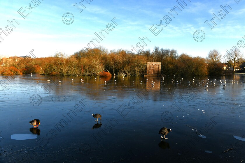 DSC 6006 
 Standing room only. The Lough on the southside of Cork city is completely frozen over , forcing the wildlife to just walk on ice ,Photo taken on Thursday the 9/1/2025