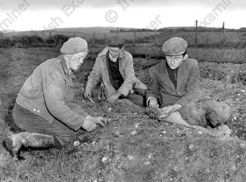 836539 
 Picking shamrock at Keohane's, Union Hall, Co. Cork 01/03/1956 Ref. 803H