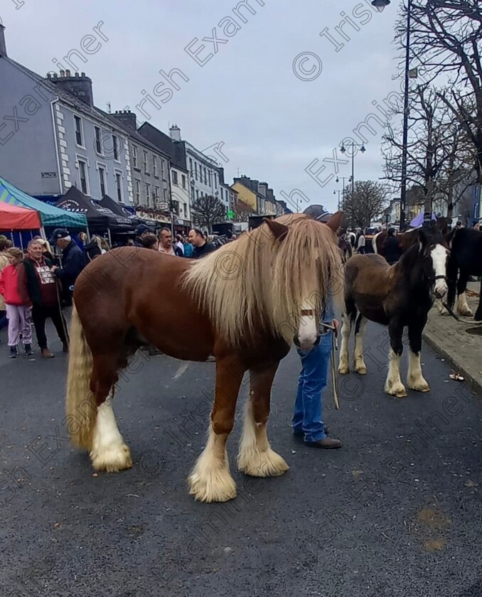 8914b958-c17c-4650-a6b9-be94b3dd7f21 
 Bad Hair Day at Castleislandâ€™s Annual 1st of November Horse Fair.