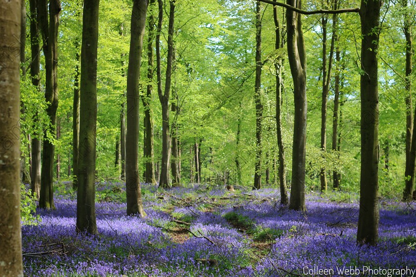 20220508143221 IMG 9910-01 
 Tranquility among the beautiful Bluebells in Portglenone forest Co Antrim.

Photographer - Colleen Webb