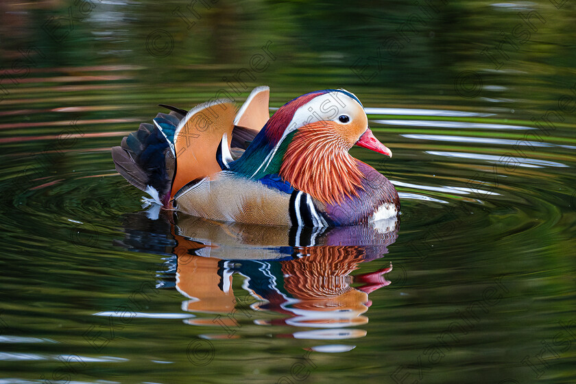 Mandarin Duck 
 Mandarin Duck in Botanic Gardens, Dublin taken by Elaine O'Shea 
 Keywords: 2024, Botanic Gardens, Nature, Spring