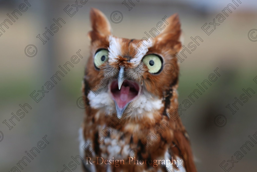 12953918-8972-485C-8FE6-EA1B6C1E2D2E 
 2018 - Rachael Curtin - Screech Owl