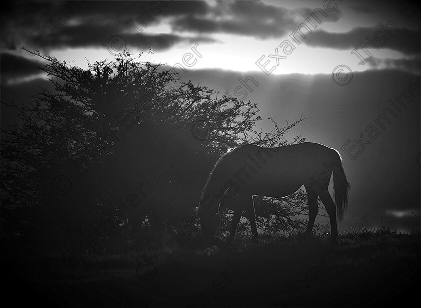 2009-09 
 Pony grazing at sunset. Picture: Sean McInerney.