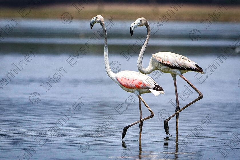 Manikandan E 
 This picture is taken in sholinganallur 
The Bird name is Greater flamingo 
Canon 77d 
Sigma 150 to 600mm lens
A = f/6.3 
S. S =1/1600
 Iso=400