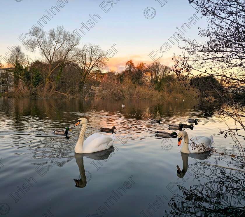 James grandfield New Year Swans 
 New Year swans on the Liffey at the Irish National War Memorial Gardens at sunset.