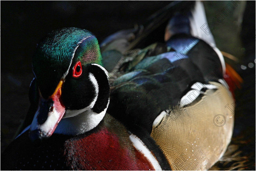 IMGL9970 Woodduck 2018 
 "Woody Valentine."
Photo taken in Bushy Park Rathfarnham. Where the American Wood Duck' is very popular with the public and Photographers alike, all across the country. He is a male and he has taken up with a common female drake which is very unusual and unique to this area of Dublin...