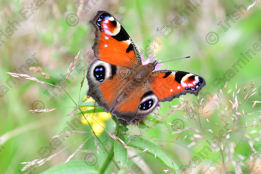 DSC 4890 
 Feeding Peacock Butterfly, Ballyhoura Mountains, Co.Cork, August 2020. Picture : James Mcgrath.
