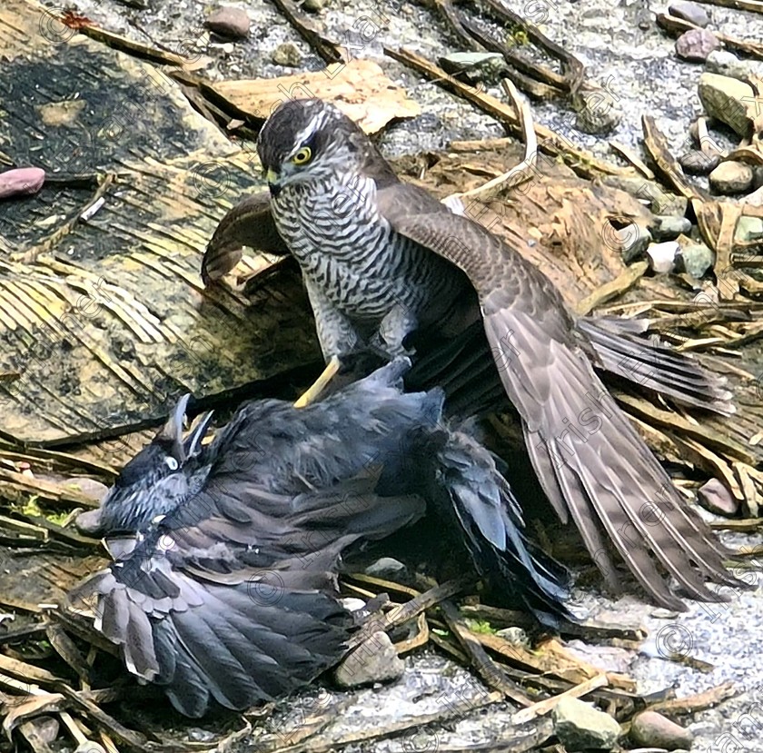 97173DDD-745F-48A3-A61B-2D2F60B3A604 
 Hawk Sparrow successfully captures itâ€™s hunted prey of a black crow in our farm yard Lisgoold, Co Cork during an August evening. 
Photo: Katie Riordan