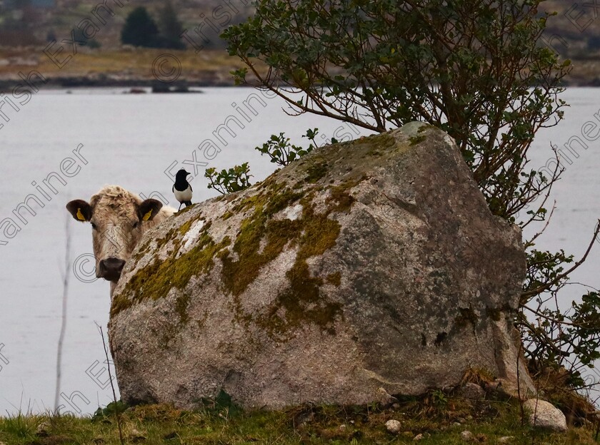 bÃ³ & carrÃ³g 
 Connemara, Galway 
31 March 2024
A cow or a rock?