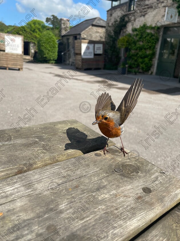 IMG 0738 
 Robin enjoying the sun in Ballymaloe, May 2023. Picture: Julie McDonnell
