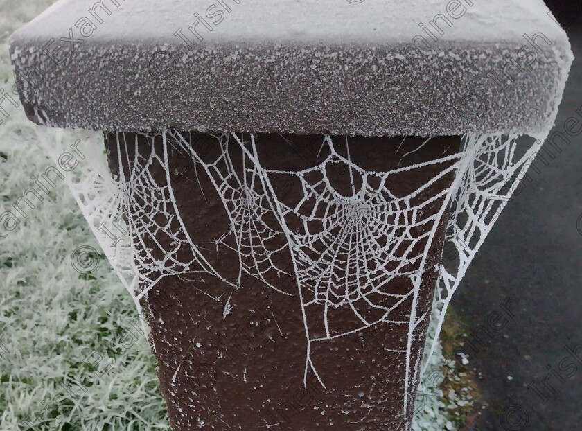 inbound7146647873876178031 
 Nature's lace: Cobwebs on a dewy November morning in Ballybane, Galway.