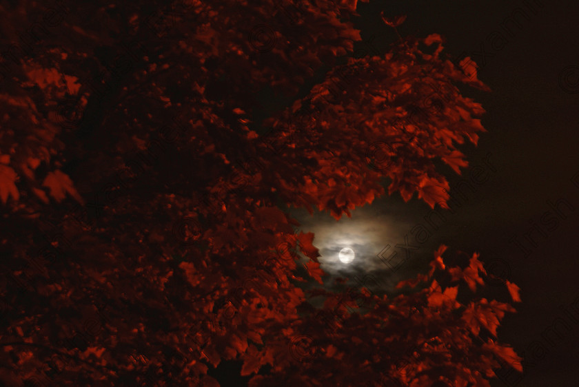 moon67 
 Harvest moon 2017 through unfallen autumn leaves illuminated by street lighting. Riverstown, Sligo. Captured with sony a200 dslr. Noel McGrath.