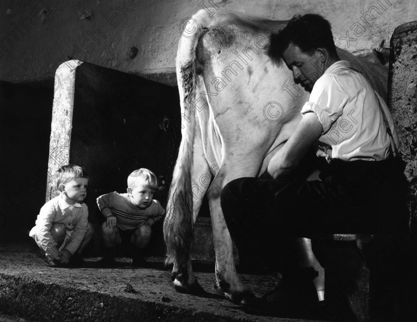 -1266653700 
 1960
"Never too early to learn"
Young boys take serious interest in the milking labour operations, Co.Dublin. Picture: Colman Doyle © OLD FARMING BLACK AND WHITE PICS MILKING THE COW COWS MILKING 99 MILL PICS 
 Keywords: DOYLEMIL.JPG