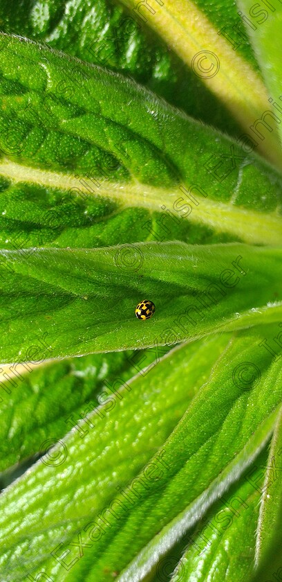 inbound8999509755725399862 
 Ladybird on Echium. My back garden in Cobh.