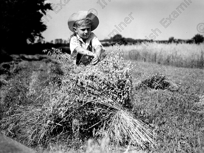 rememberwhenp100 
 Remember When
Pictures from the Irish Examiner archive
Page 101
20 August 1947 Harvest time at Carrigtwohill, County Cork. 333D
Harvest time at Carrigtwohill, Co. Cork 20/08/1947 Ref. 333D Old black and white farming corn crops 
 Keywords: Remember when then Irish Examiner book Cork Examiner