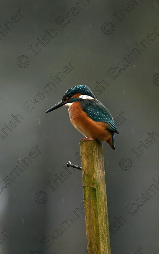 20250216 153720 
 A little kingfisher spotted on a perched in the rain beside the Galway rowing club, photo was taken by DÃ³nal Martyn on the 16th of February 2025