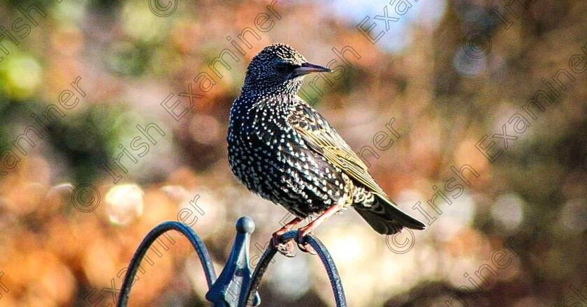 FB IMG 1642623863186 
 Basking in the sun

Starling, Curragh Co Kildare

11th of January 2022

ðŸ“· Kathleen Treacy Photography