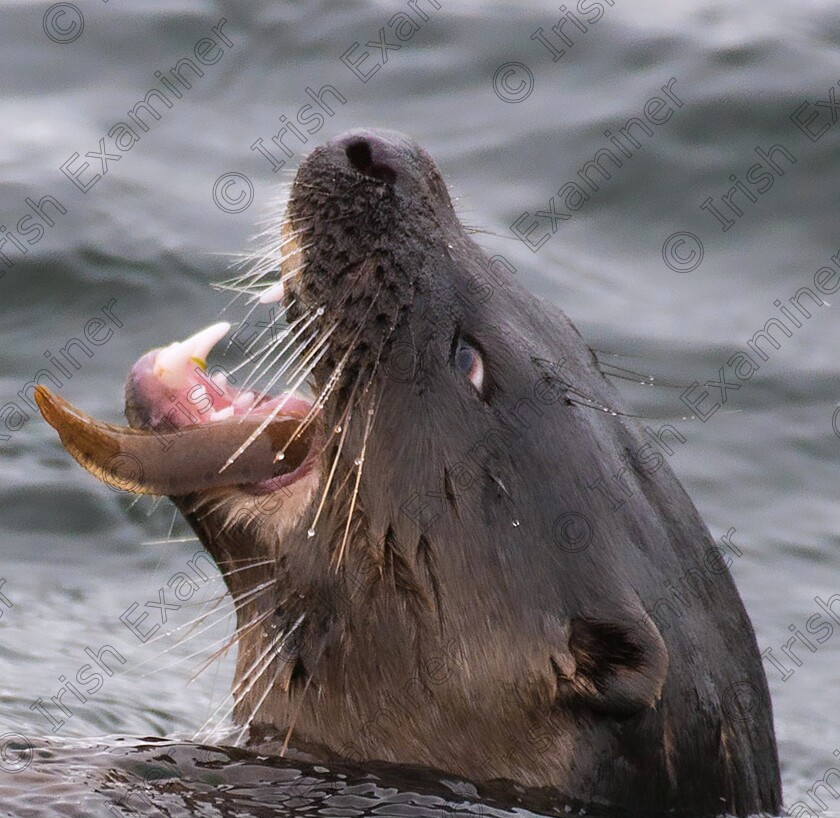 IMG 20240225 201034 385 
 Breach and feed , local otter feasts on eels in the river Corrib galway city