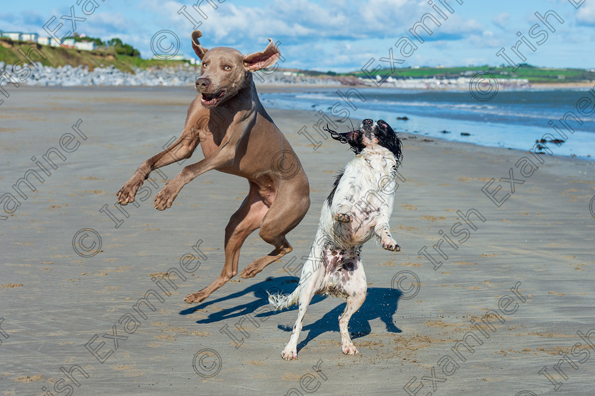 DSC9142 
 Francesco the Weimaraner and his ' brother' Luca the Springer Spaniel dancing on Ardnahinch beach in East Cork. Photo" Mark Leo