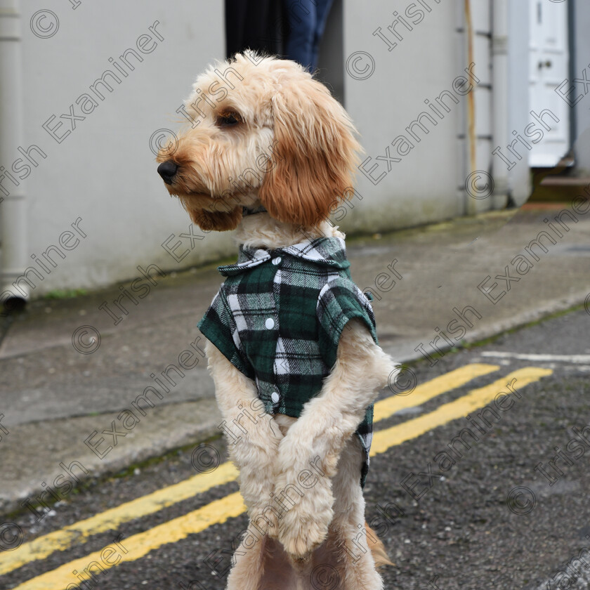 Bobby the Labradoodle by Deirdre Casolani 
 Bobby the labradoodle dancing to the music at Fermoy St Patricks Day parade. Taken by Deirdre Casolani