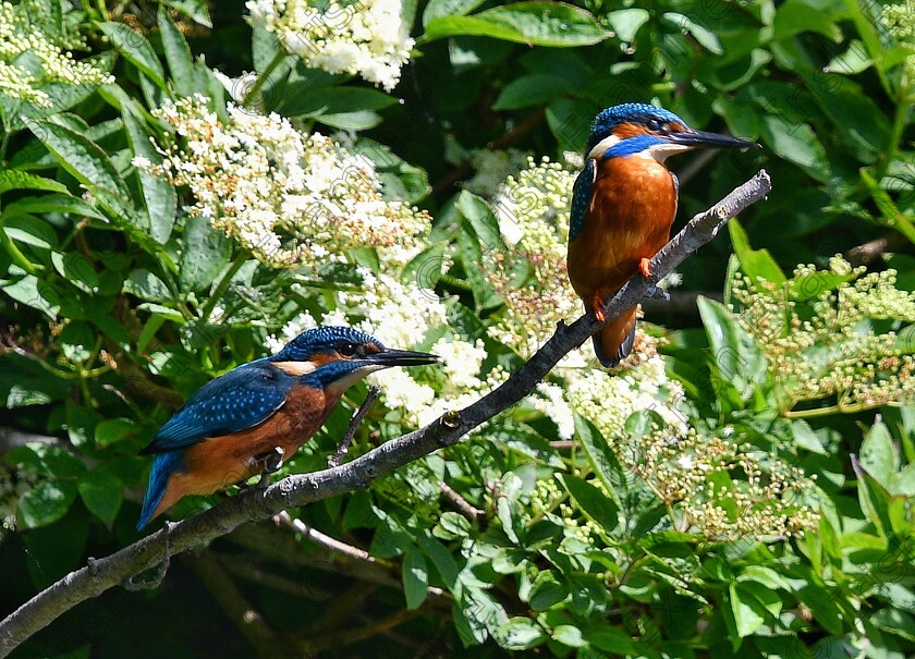 James Grandfield Kingfishers 
 A photo I've been waiting to capture for a long time, 2 Kingfishers on a branch together. River Dodder, Dublin