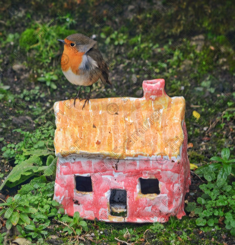 James Grandfield Garden Robin 
 A colourful Robin perches on a ceramic house in our garden in Portmagee, Co. Kerry.