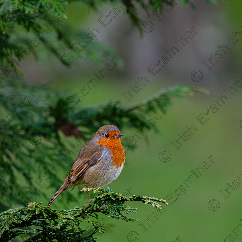 Robin 
 Robin, Botanic Garden, Dublin taken by Elaine O'Shea 
 Keywords: 2023, Botanic Gardens, Nature, Robin