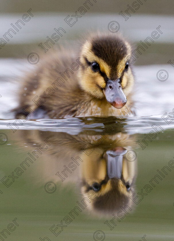 IMG 6511 
 A Mallard duckling in admiration of its cute selfâ€¦!

Photographed by Ashok Appu at the Lough, Cork.