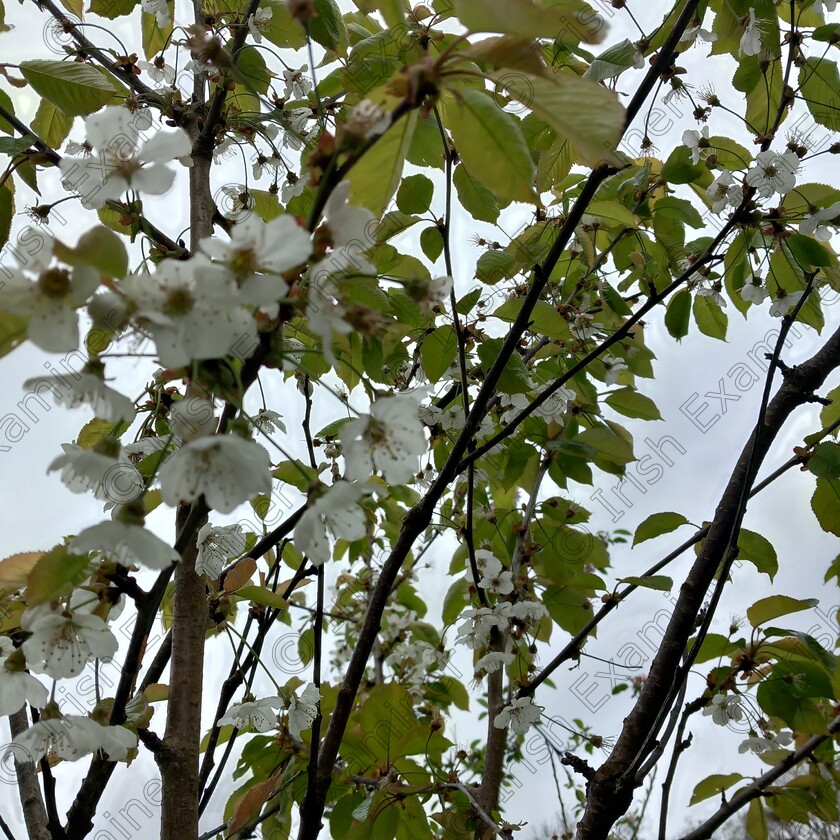 20230503 105502 
 Cherry tree in full blossom in Ballygarvan.