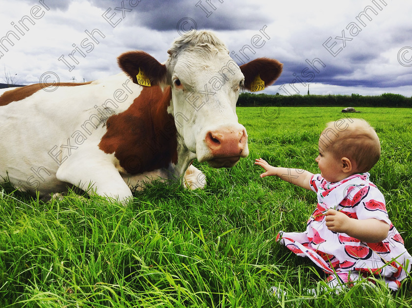 IMG 5183 
 Nine month old Fia Molloy from Clonmel, playing with the cows on her Uncle Johnny's farm. Picture: Jenny Sheehan