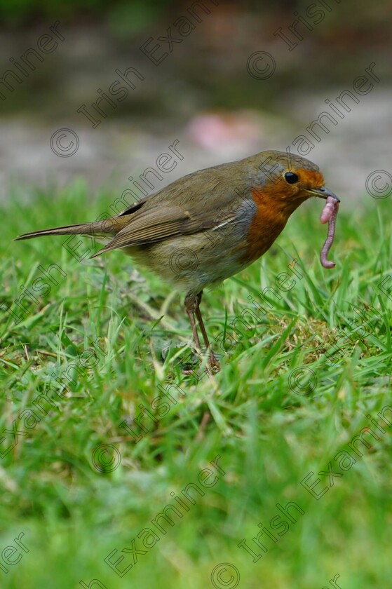 WhatsApp Image 2022-04-25 at 6.35.33 PM 
 A wee robin getting dinner on Garnish Island, West Cork.
Picture: Thady TrÃ¡