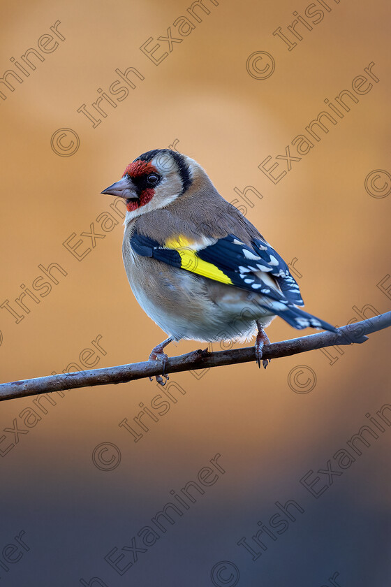 20241208- DSF0167-2 
 European goldfinch in golden backlight.