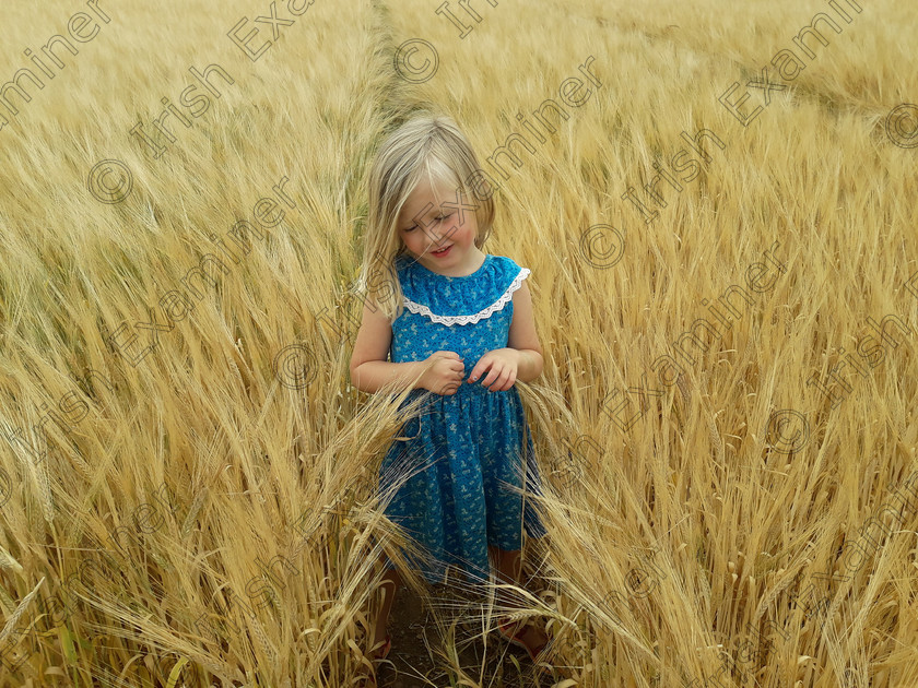 20180721 153317 
 Hollie in the Hay Field at Aunty Clairs Inistoige Co Killkenny July 2018