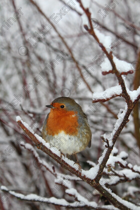 inbound8299909217820488157 
 Festive robin in Woodlawn forest, Ballinasloe