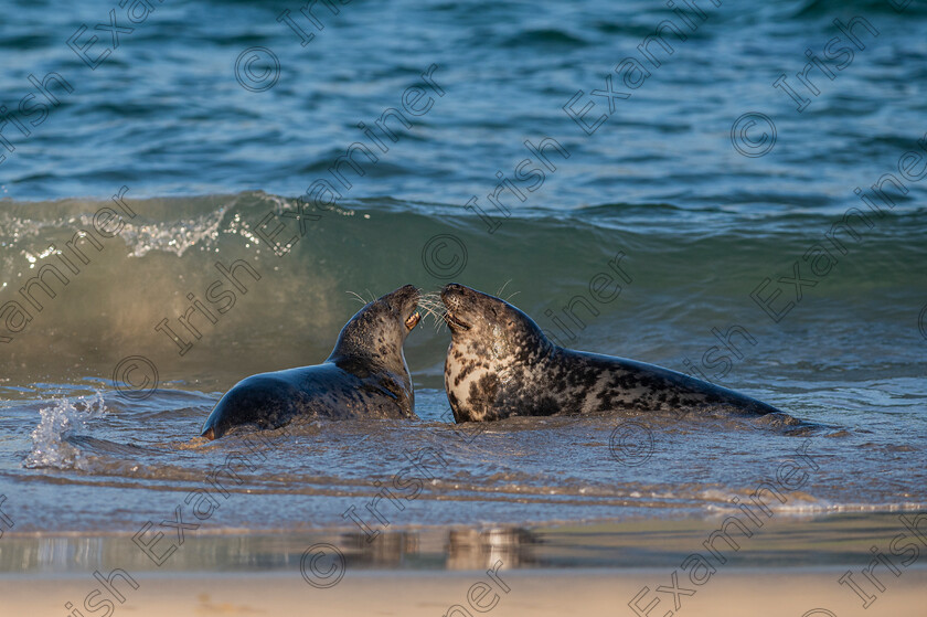 Playful Seals 
 Playful Seals on the Blasket Islands. Picture: Bryan Enright