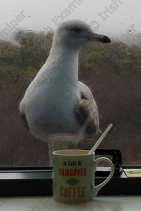 IMG 20200219 140918 
 My seagull friend visit me for a coffee on a chilled rainy day