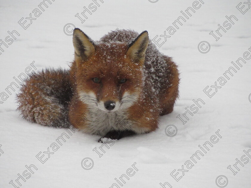 IMG 2477 
 Fox in the snow near Bartlemy.