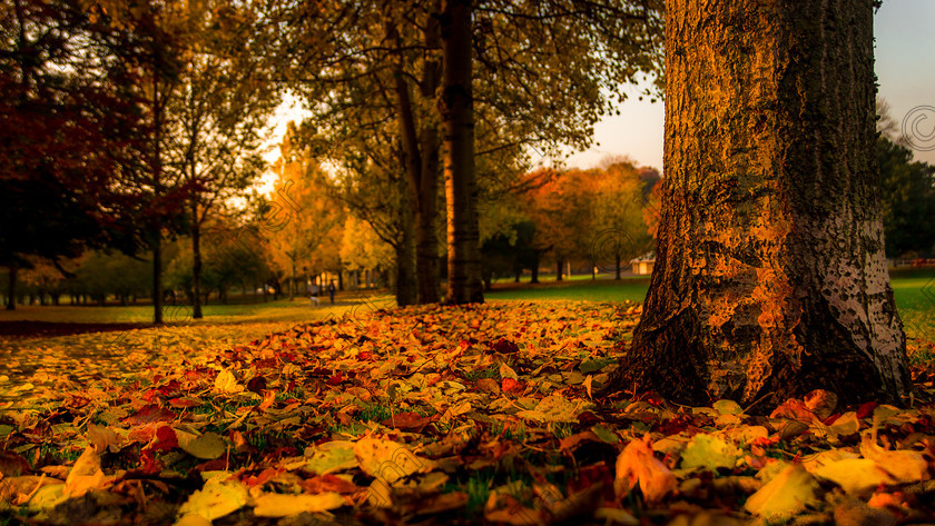 IMG 5234 
 Autumn in Ireland; an Autumn scene taken in the National War Memorial Gardens, Dublin.