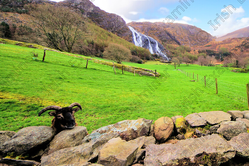 DSC07905a 
 Johnny at Gleninchaquin Kenmare