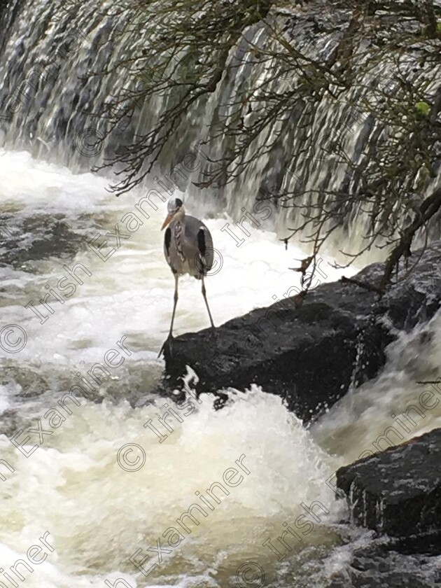 WhatsApp Image 2023-05-14 at 13.32.45.jpeg 
 I took this photo on my phone, a heron 'standing still' on the dam on the Awbeg river in Doneraile Park in North Cork