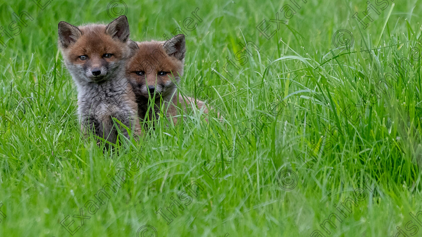 01 
 Fox cub siblings gazing in puzzlement at the astonishing world they have just been born into.