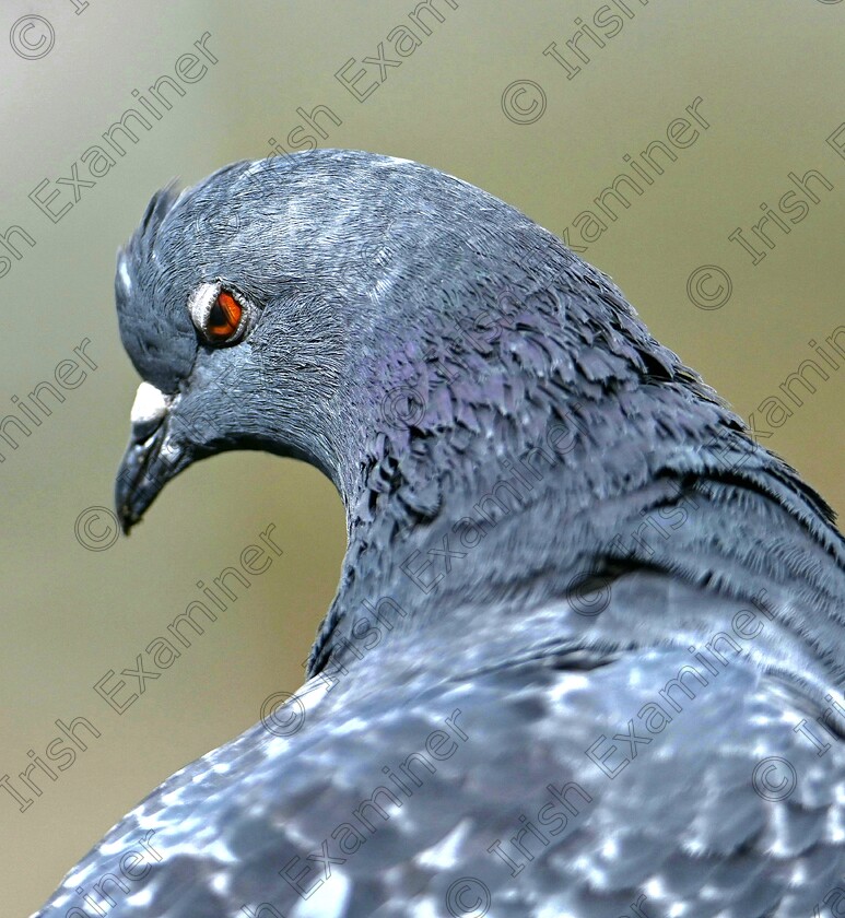 20240216 141313 
 "Well hello there " pigeon flirting in eyre Square galway on a mild winters day