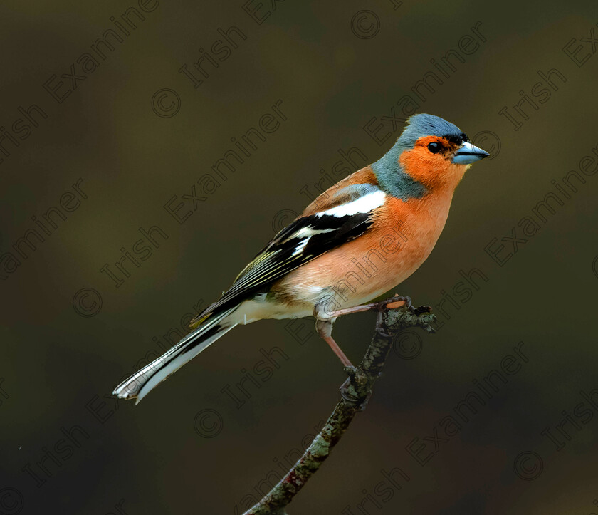 Bird3 
 This is a chaffinch taken last month in our garden in Maree Oranmore by Gerry Kavanagh