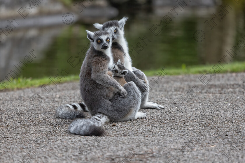 Baby Lemur with Mom amd Pop 
 baby ring tailed lemur with mom and pop at fota