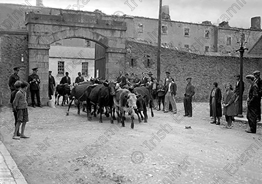 EOHNowandthenFermoy35 
 Now and Then Fermoy
Picture: Eddie O'Hare Siezed cattle sale at Fermoy, Co. Cork 18/7/1935 Ref. 561B old black and white farming