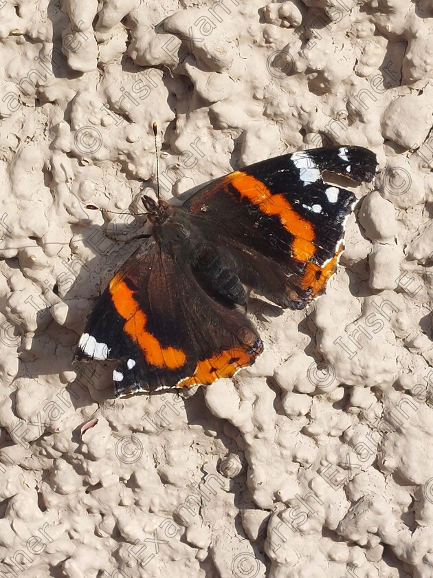 inbound683534755251203417 
 A red admiral resting in the October sun.