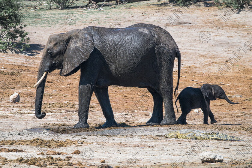 Family Feud 
 "Family Feud"....A mother and baby elephant in Botswana decide to go separate ways when they encounter a crocodile in front of them. Picture: Bryan Enright